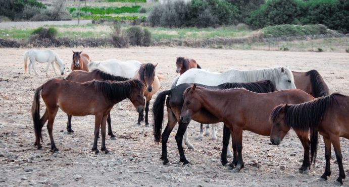 A small semi-wild Skyrian horse in the open landscape of the island's south